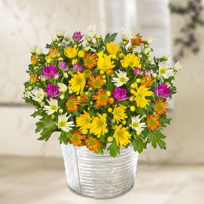 Bunte Chrysanthemen  von FloraPrima auf blumen.de