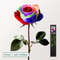 Bunte haltbare Rose  von FloraPrima auf blumen.de