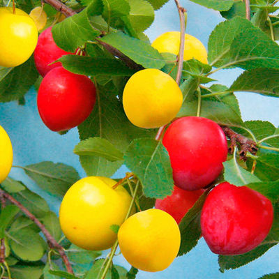 Bunte Kirschpflaume von Gärtner Pötschke auf blumen.de