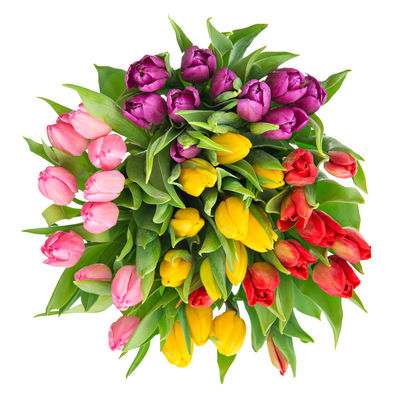 TulpenstraußFrühlingsglück Blumenstrauss frisch gebunden Blumenpreis 40 Euro Tulpen bunt 