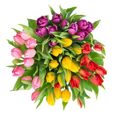 Bunte Tulpen - 40 Stück von Blume Ideal auf blumen.de