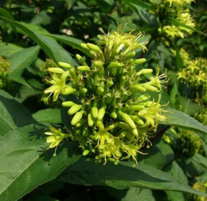 Buschgeißblatt  von Nr-01 Pflanzenversand auf blumen.de