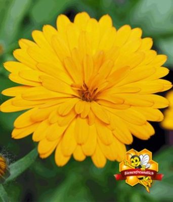 Calendula ´Winter Wonders´ ´Peach Polar´ von BALDUR-Garten auf blumen.de