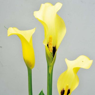 Calla ´Black Magic´, gelb von TOM-GARTEN auf blumen.de