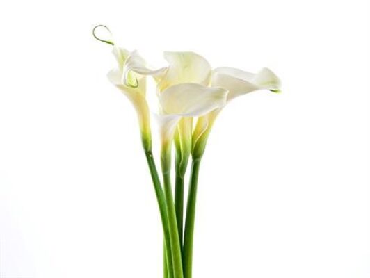Calla in weiß von BestFlowers auf blumen.de