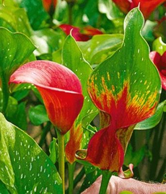 Calla ´Red Alert®,´ von BALDUR-Garten auf blumen.de