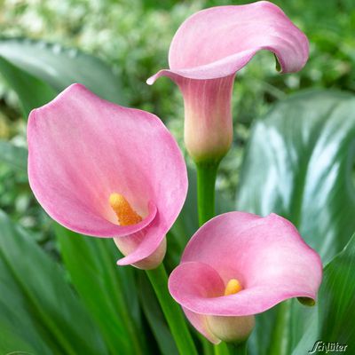 Calla 'Samur' von Garten Schlüter auf blumen.de