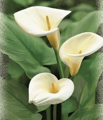 Calla ´Weiß´ von BALDUR-Garten auf blumen.de