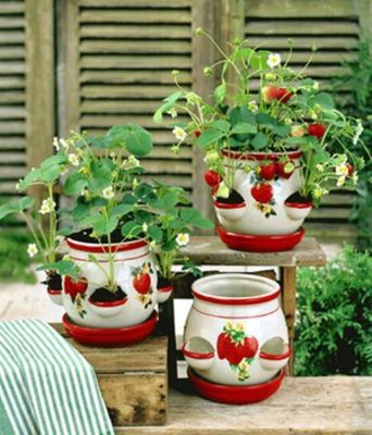 Casa Louise ´Erdbeere´ von BALDUR-Garten auf blumen.de