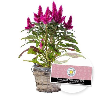 Celosia im Zinktopf und Schokolade Dankbarkeitsbeweiser von Valentins auf blumen.de