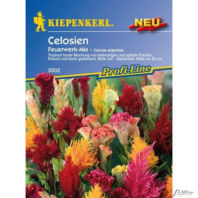 Celosien ´Feuerwerk-Mix´ von Garten Schlüter auf blumen.de