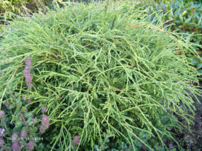 Grüne Fadenzypresse  von Pflanzenwelt Biermann auf blumen.de