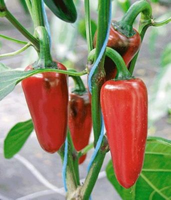 Chili ´Jalastar´ von BALDUR-Garten auf blumen.de