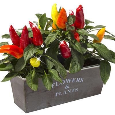 Chilli Schoten Mild Pepper von FloraPrima auf blumen.de