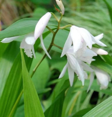 China Freiland Orchidee Alba - Bletilla striata von Nr-01 Pflanzenversand auf blumen.de