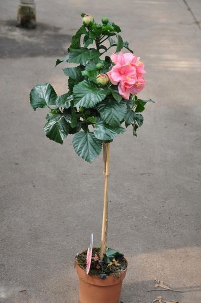 Chinarose/Hibiskus (Stämmchen in Rosa) von Der Palmenmann auf blumen.de