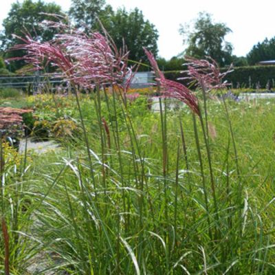 Chinaschilf 'Ferner Osten'  von Gartengruen-24 auf blumen.de