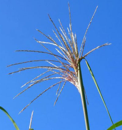 Chinaschilf Flamingo - XXXL Topf - Miscanthus sinensis von Nr-01 Pflanzenversand auf blumen.de