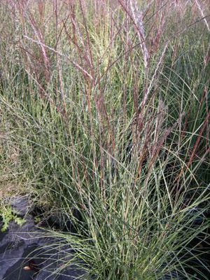 Chinaschilf 'Kleine Silberspinne' von Gartengruen-24 auf blumen.de