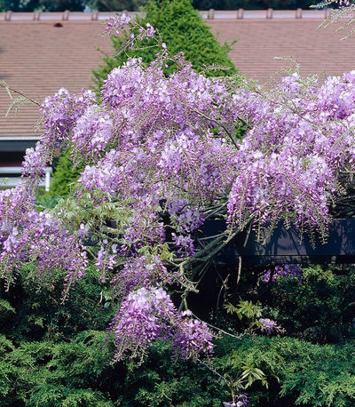 Chinesischer Blauregen »Amethyst Falls®« von gartenHELDEN auf blumen.de