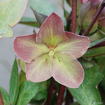 Christrose ´Rosa´ von Garten Schlüter auf blumen.de