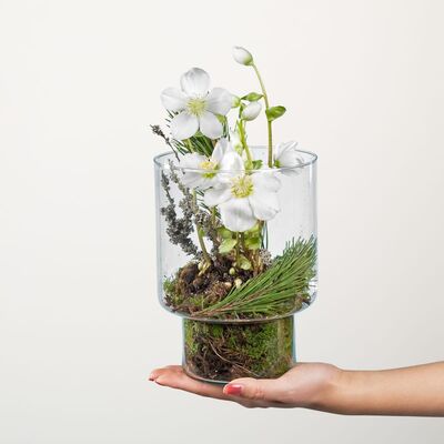 Christrose Weihnachtszauber von Blume2000.de auf blumen.de