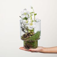 Christrose Weihnachtszauber von Blume2000.de auf blumen.de