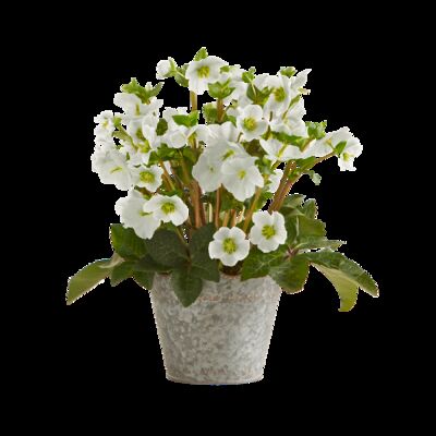 Christrose von Blume2000.de auf blumen.de