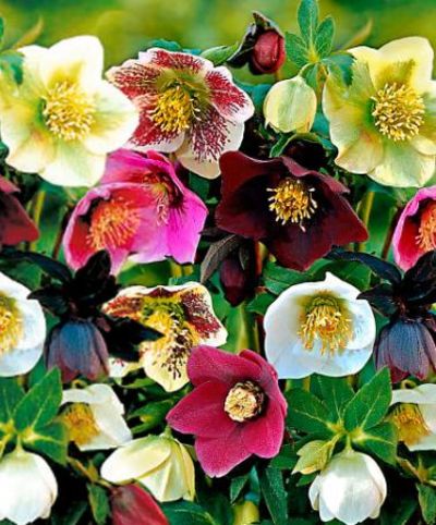 Christrosen gemischt von Bakker auf blumen.de