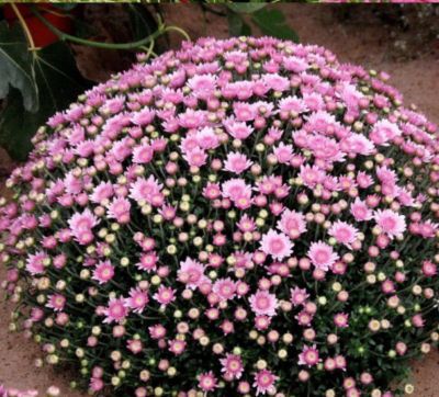 Chrysantheme rosa (Busch) von GartenXXL auf blumen.de