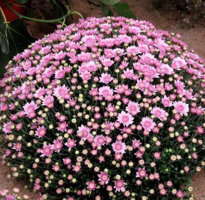 Chrysantheme rosa (Busch) von GartenXXL auf blumen.de