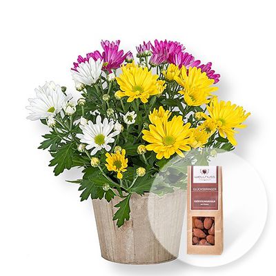 Chrysantheme im Topf  von Valentins auf blumen.de