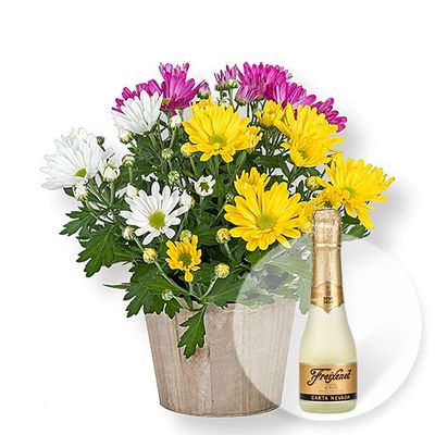 Chrysantheme und Freixenet Semi Seco  von Valentins auf blumen.de