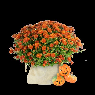 Chrysantheme zu Halloween von Blume2000.de auf blumen.de