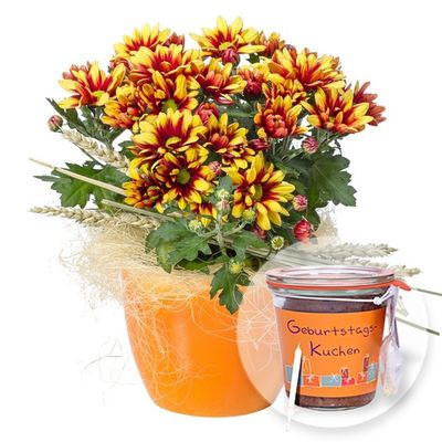 Chrysanthemen im Topf  von Valentins auf blumen.de