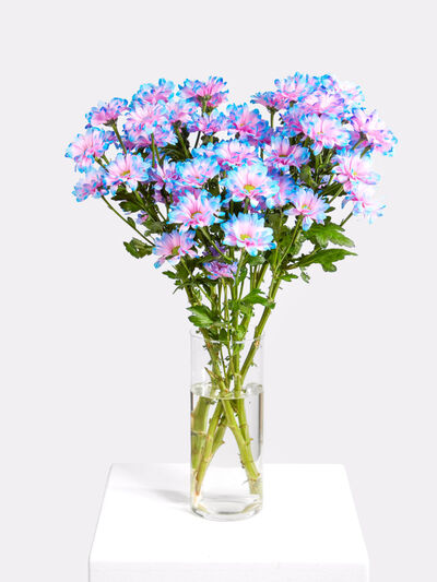 Chrysanthemen von Fleurop auf blumen.de