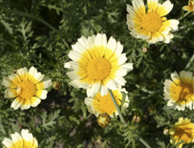 De Bolster Japanische Chrysantheme von PflanzenFee auf blumen.de