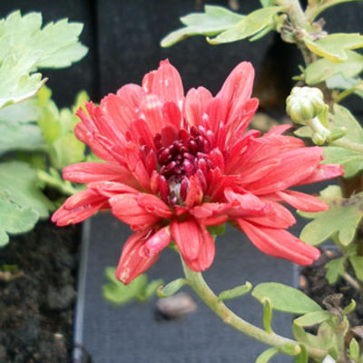 Chrysantheme `Oury`  von Pflanzenwelt Biermann auf blumen.de