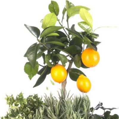 Citrus limon, Zitronen-Stämmchen von GartenXXL auf blumen.de