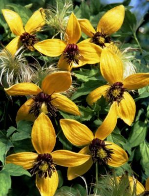 Clematis Golden Tiara® von GartenXXL auf blumen.de