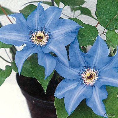 Clematis ´Königskind®´ von Garten Schlüter auf blumen.de