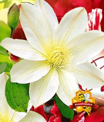 Clematis ´Madame Le Coultre´ von BALDUR-Garten auf blumen.de