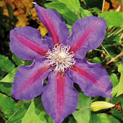 Clematis ´Mrs. N. Thompson´ von TOM-GARTEN auf blumen.de