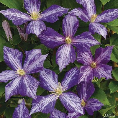 Clematis ´Tie Dye®´ von Garten Schlüter auf blumen.de