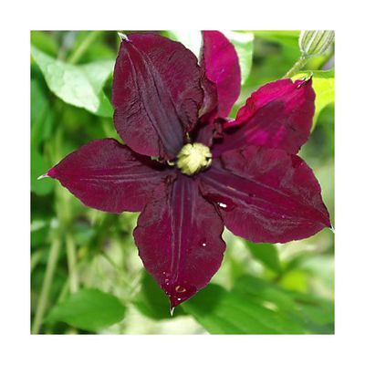 Clematis 'Warszawska Nike'  von ClematisOnline auf blumen.de
