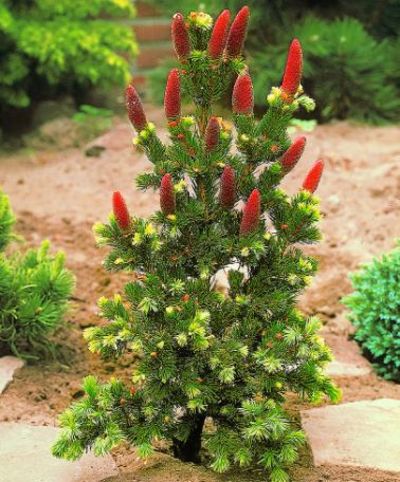 Coloradofichte 'Lucky Strike' von Bakker auf blumen.de