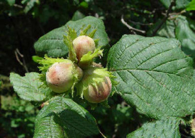 Waldhasel / Haselnuss von Pflanzenwelt Biermann auf blumen.de