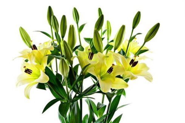 cremefarbene Lilien  von BestFlowers auf blumen.de