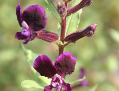 De Bolster Violette Zigarettenblümchen von PflanzenFee auf blumen.de