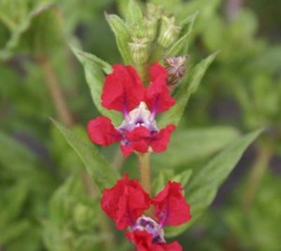 De Bolster Rote Zigarettenblümchen von PflanzenFee auf blumen.de